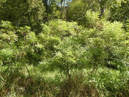 Amorpha fruticosa