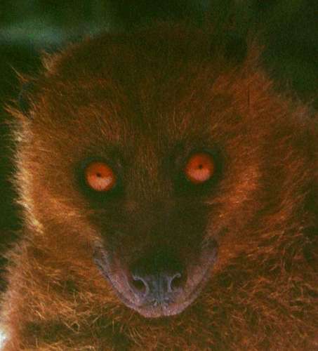 Fijian Monkey-faced Bat (Mirimiri acrodonta) — Critically Endangered Mammalia