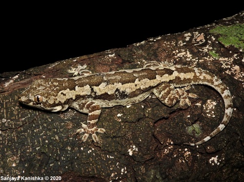 Bark Gecko | Native Nature