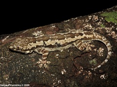Leschenault's Gecko photo 3