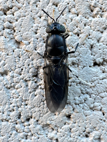 Unknown species found near Pencil Leaf Pl, Tucson, AZ, US