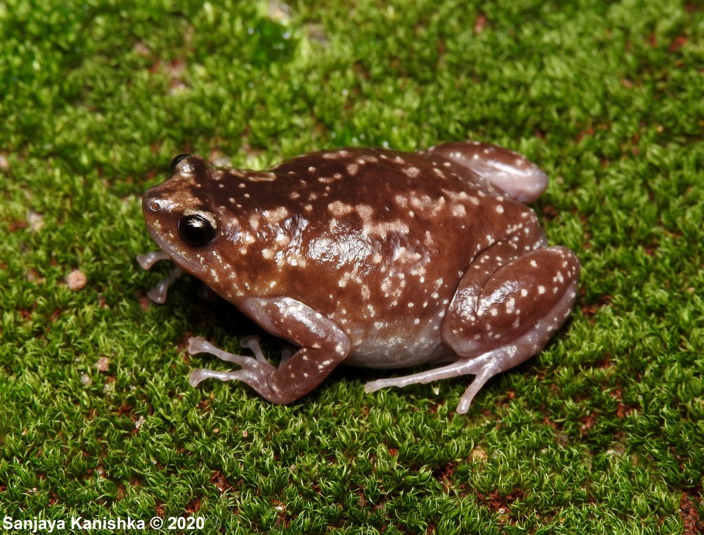 Rohan's Globular Frog