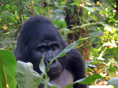 Gorilla beringei beringei