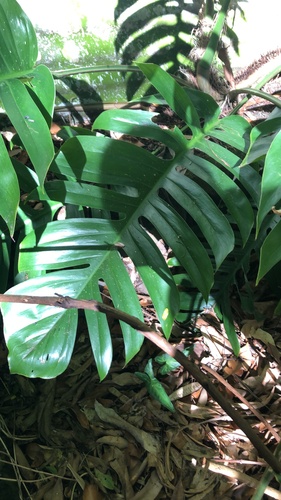 Epipremnum pinnatum observed 2025-11-25