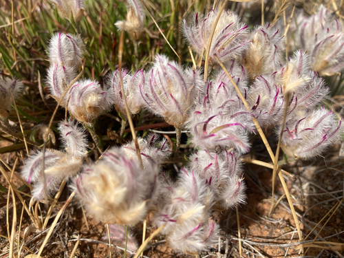 hairy heads