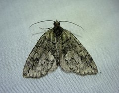 Hydriomena renunciata