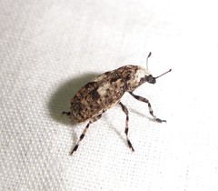 Euparius