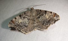 Macaria granitata