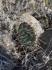 Opuntia arizonica
