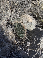 Opuntia arizonica