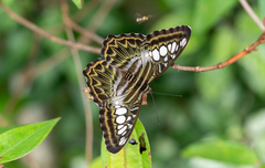 Parthenos sylvia