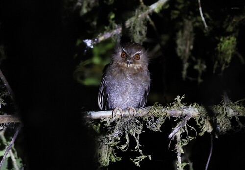 Long-whiskered Owlet (Xenoglaux loweryi), photo 5