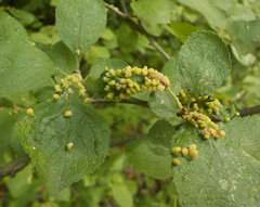 Eriophyes homophyllus