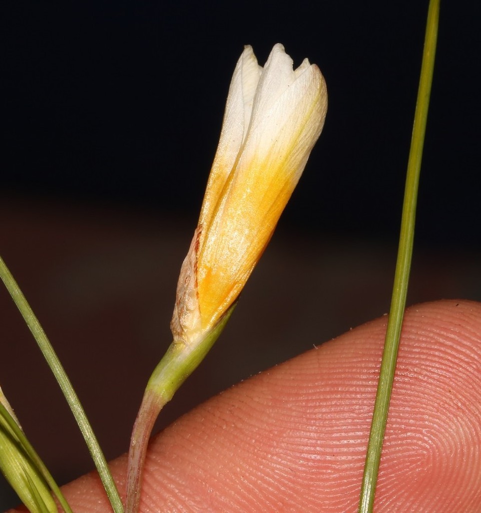 Romulea leipoldtii