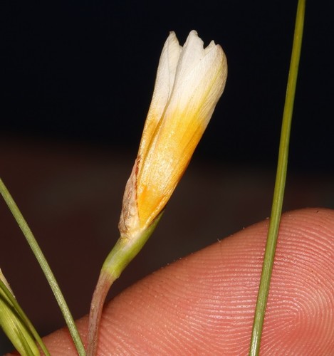 Romulea leipoldtii