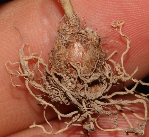 Romulea leipoldtii