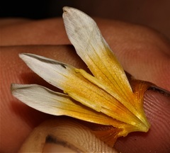 Romulea leipoldtii