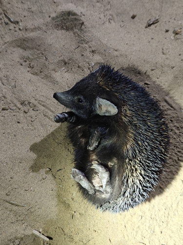 ブラントハリネズミ