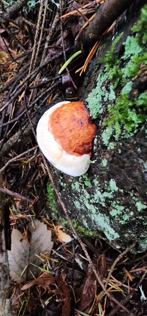 Fomitopsis mounceae · November 2025 · photo: © graylien (iNaturalist, cc-by)