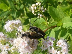 Trigonarthris