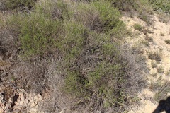 Marasmodes oubinae