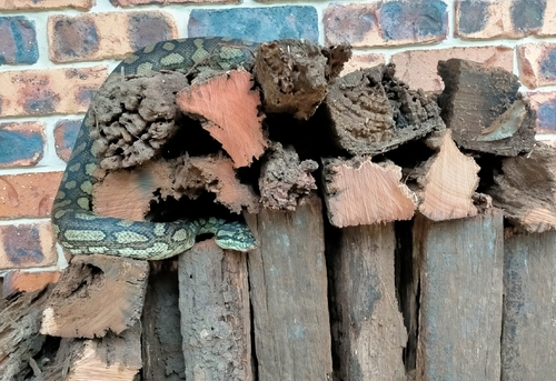 Coastal Carpet Python sighting