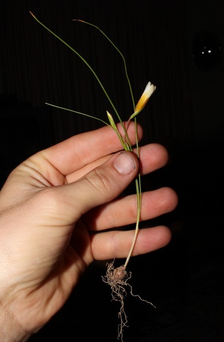 Romulea leipoldtii