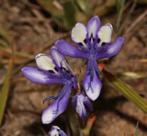 Image of Babiana inclinata by (c) Brian du Preez, some rights reserved (CC BY-SA)