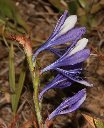 Image of Babiana inclinata by (c) Brian du Preez, some rights reserved (CC BY-SA)