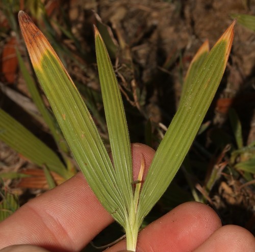 Image of Babiana inclinata by (c) Brian du Preez, some rights reserved (CC BY-SA)
