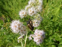 Trigonarthris