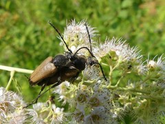 Trigonarthris