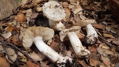 Tricholoma pardinum
