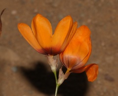 Ixia calendulacea