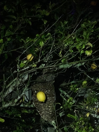 View observation of {o.common_name} on iNaturalist