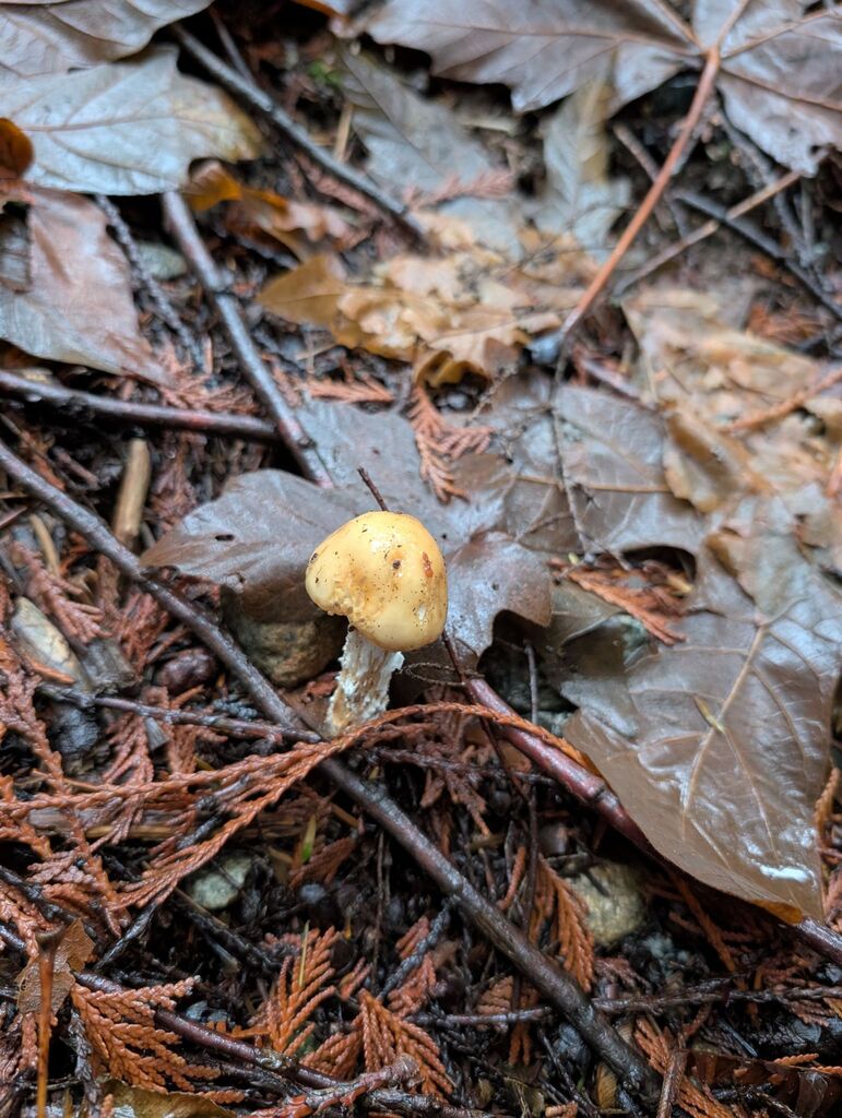 Stropharia ambigua · November 2025 · photo: © michaelshan (iNaturalist, cc-by-nc)
