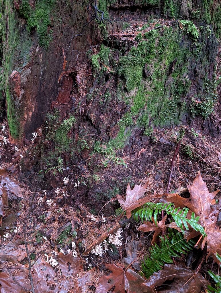 Clavulina sp. 'cinerea-PNW02' · November 2025 · photo: © michaelshan (iNaturalist, cc-by-nc)