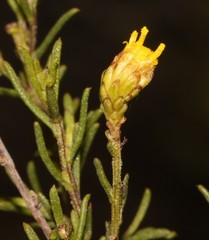 Marasmodes oubinae