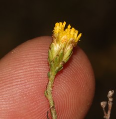 Marasmodes oubinae
