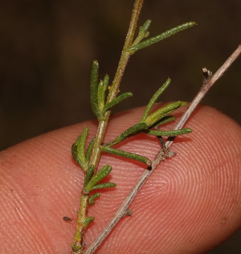 Image of Marasmodes oubinae by (c) Brian du Preez, some rights reserved (CC BY-SA)