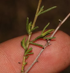 Marasmodes oubinae