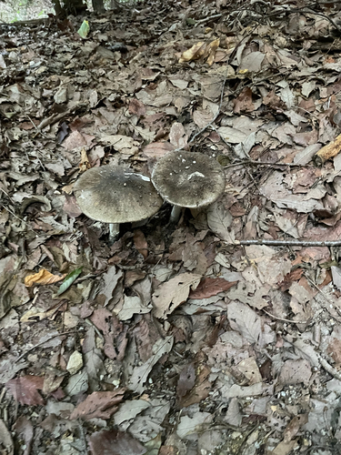 Amanita pseudoporphyria