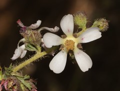 Anisodontea setosa