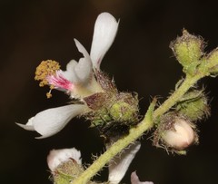 Anisodontea setosa
