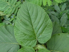 Clerodendrum macrostegium, photograph author not stated, no rights reserved