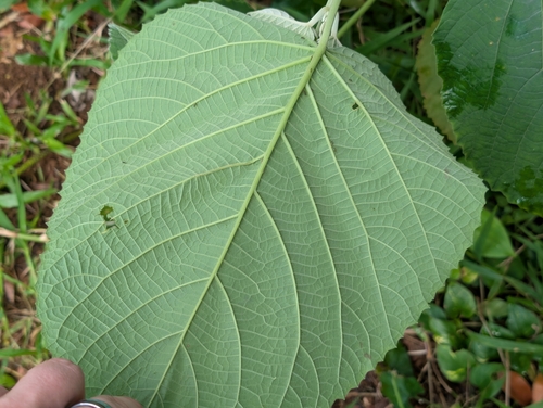 Clerodendrum macrostegium, photograph 5