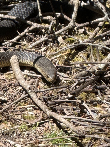 Lowlands Copperhead sighting