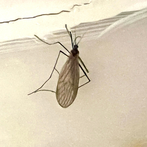 Unknown species found near Lincoln St, Woodstock, VT, US