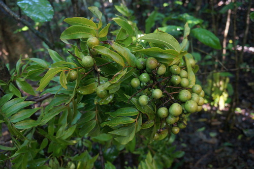 Sapindus thurstonii