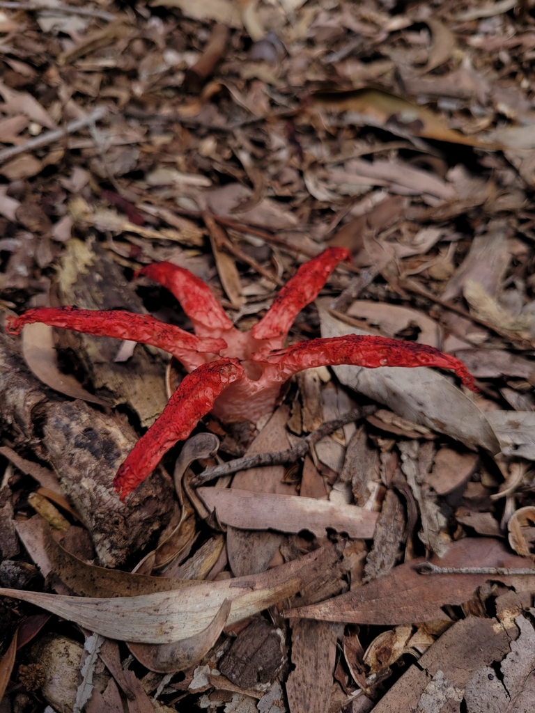 Clathrus archeri · November 2025 · photo: © maorinomad (iNaturalist, cc-by-nc)